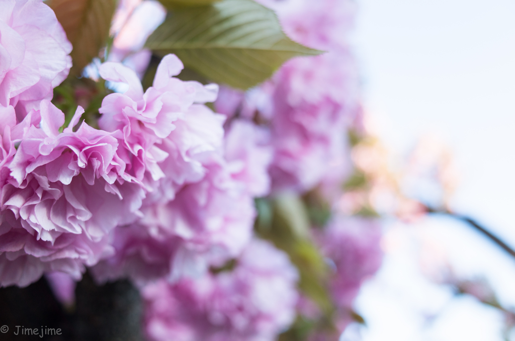 八重の桜