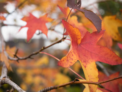 近所の紅葉