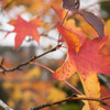 近所の紅葉