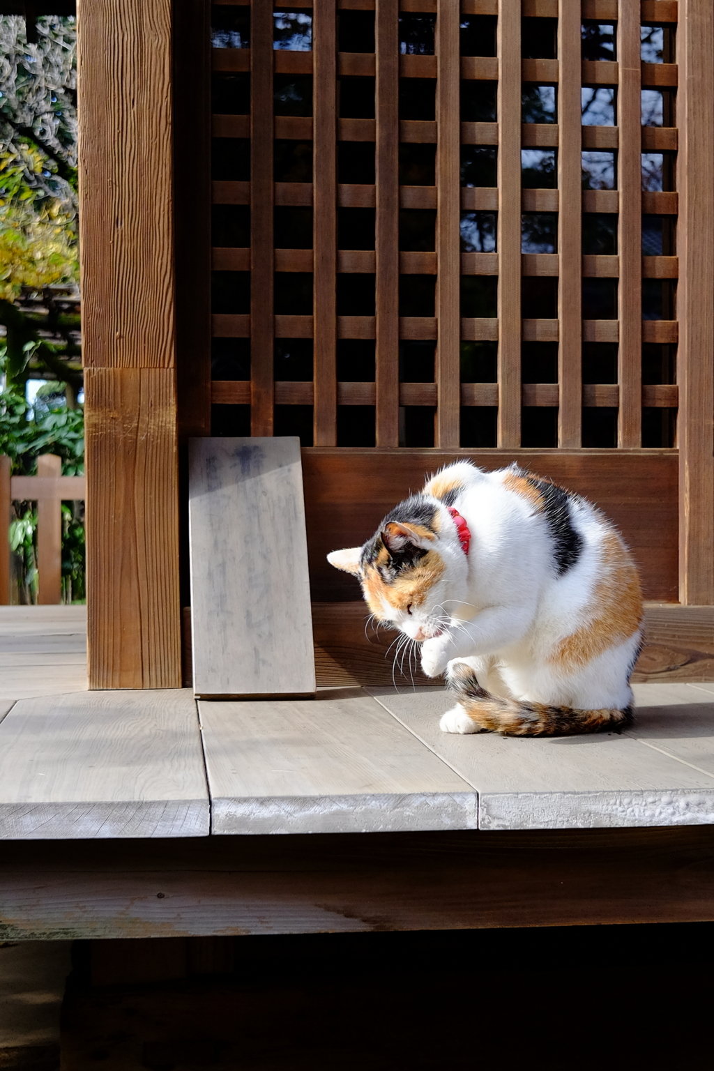神社の猫