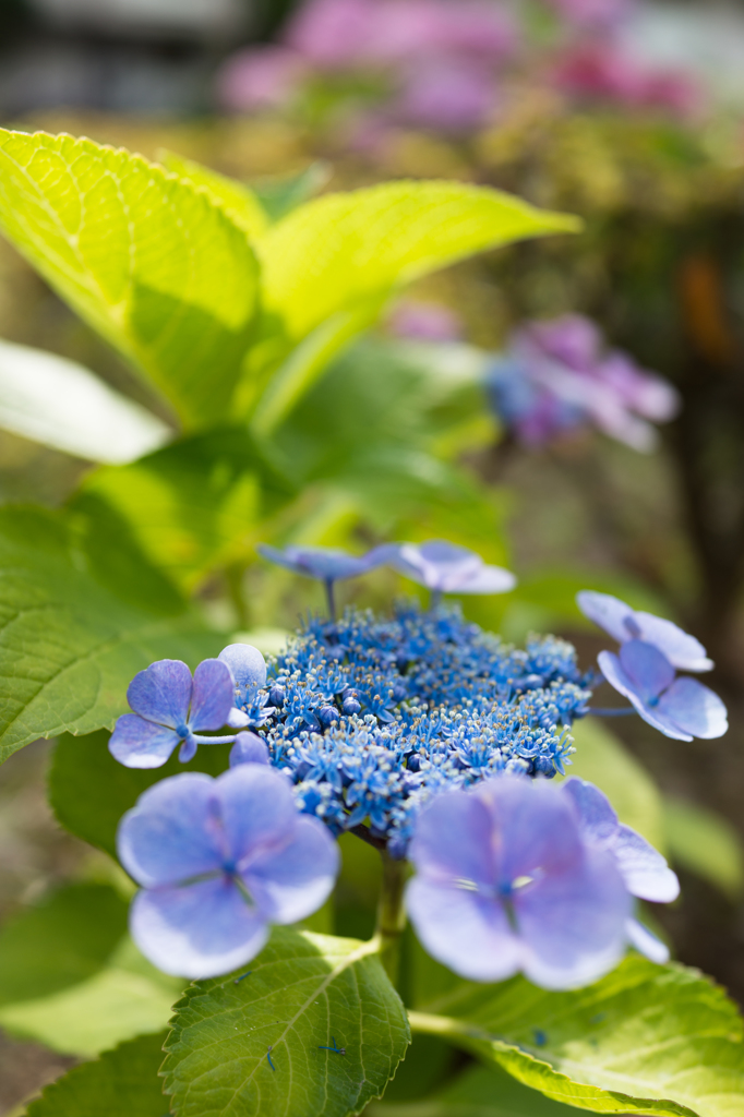 額紫陽花