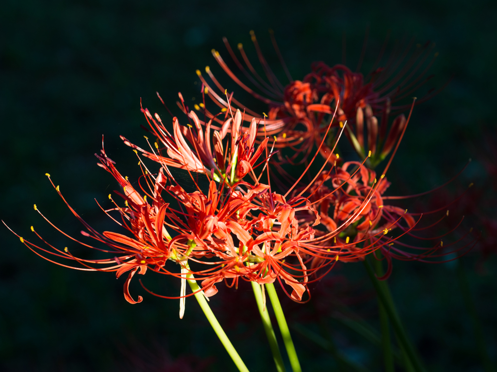 彼岸花、日陰に咲く