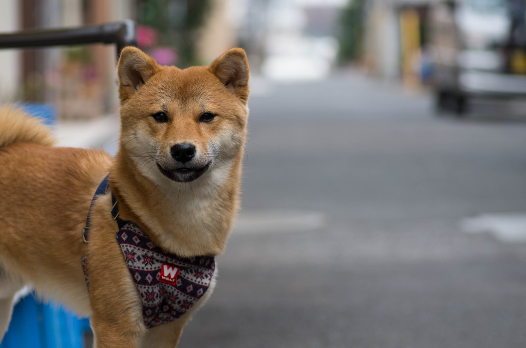 「遊ばんかい」