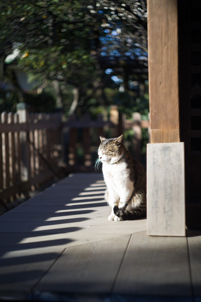 日なたぼっこ