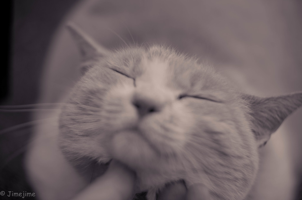 ごろにゃん