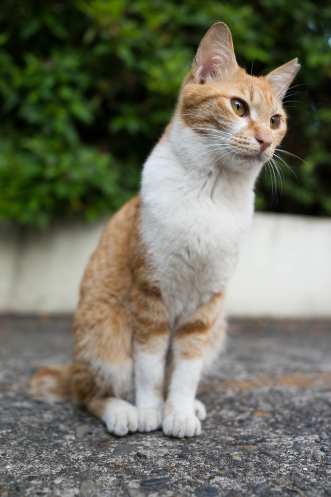 キリッ