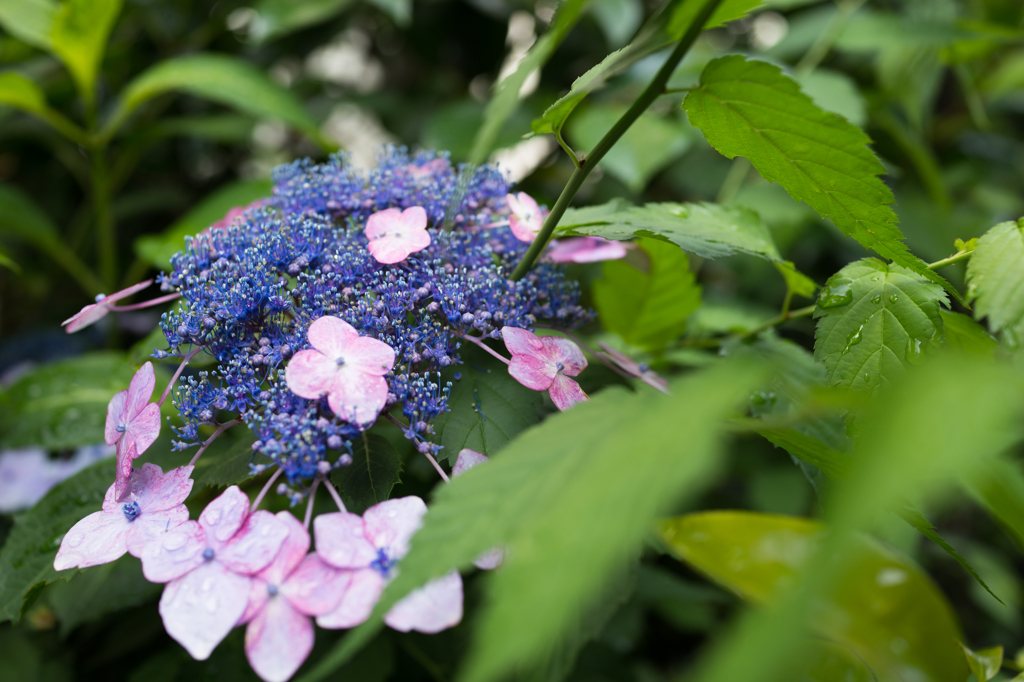 額紫陽花