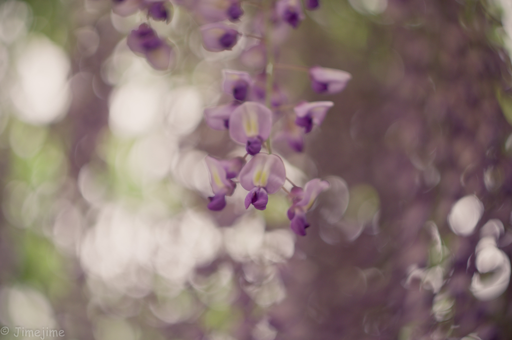 old purple