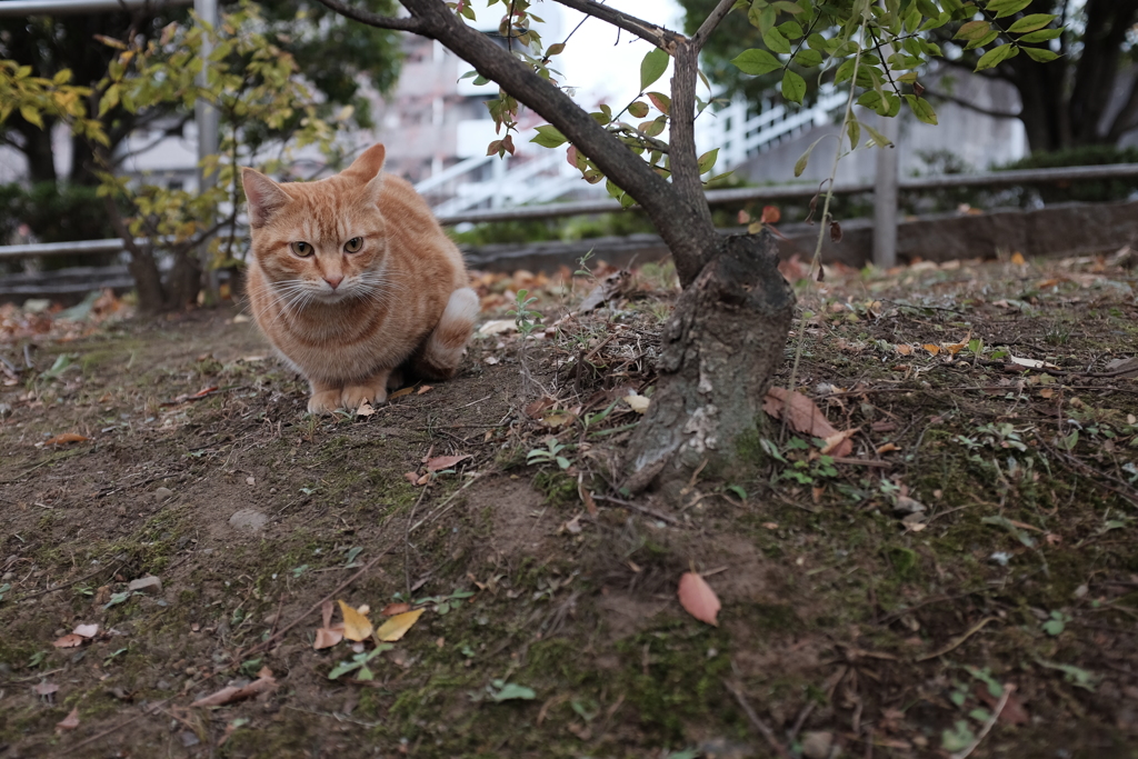 にゃん