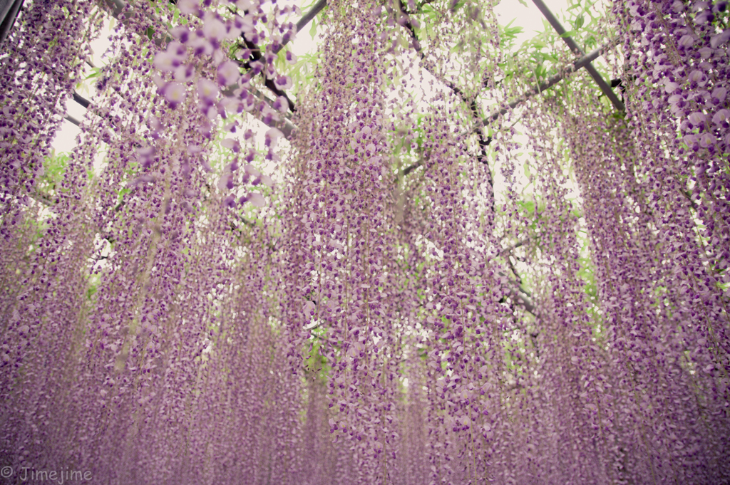 紫雨