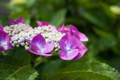 額紫陽花