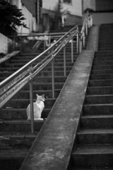 忠猫