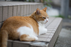 「撮るでニャイ」