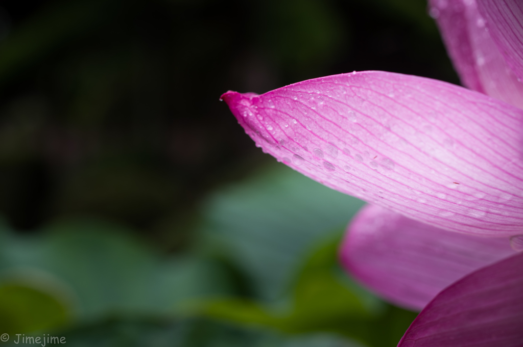 雨上がりの神社に