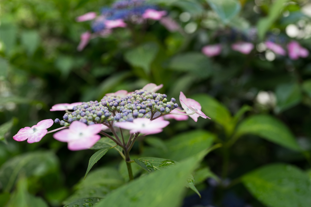 額紫陽花