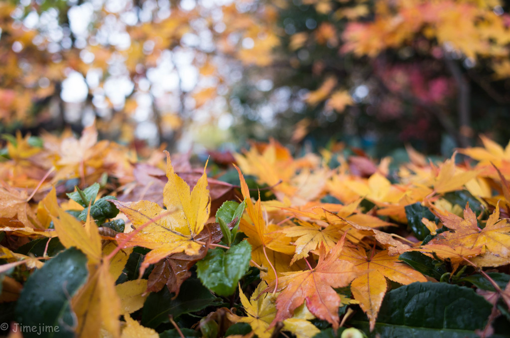 濡れ紅葉