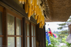 5月ですねえ