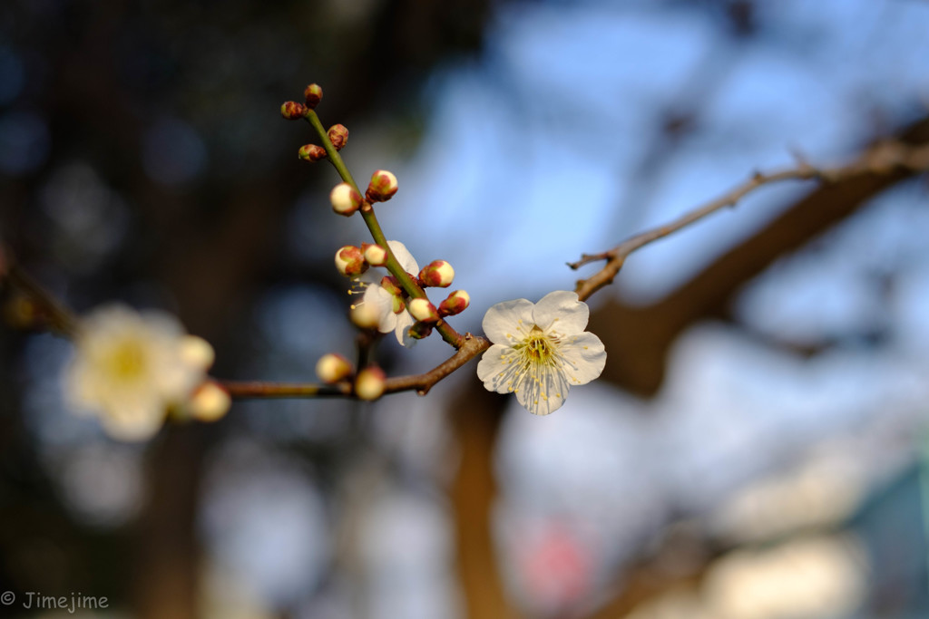 春が来た