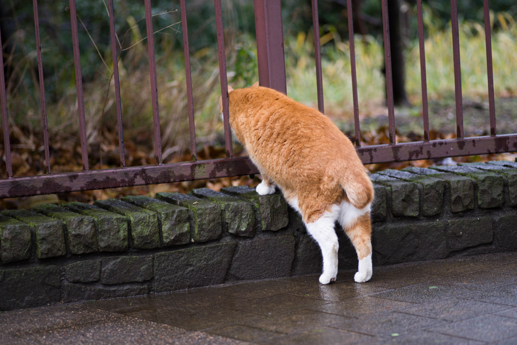 「ワタシ、ここもイケちゃいます」