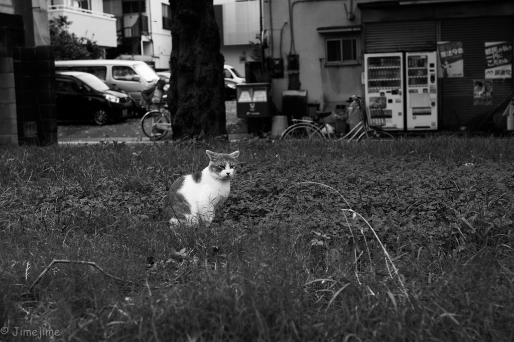 猫