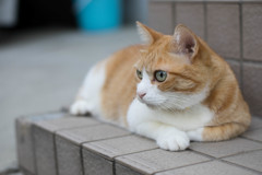 どんと見据えて