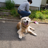 てへぺろ