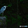 アオサギ