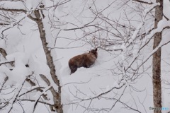 厳冬期のカモシカ