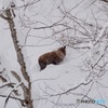 厳冬期のカモシカ
