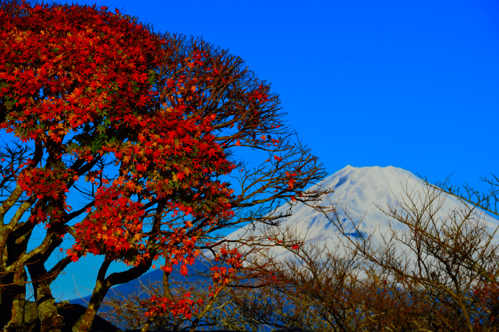 紅葉見つけた！