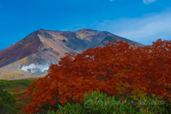 旭岳の紅葉