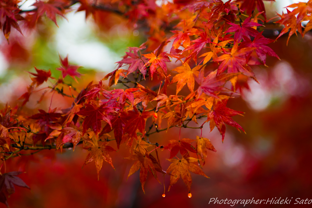 紅葉雫