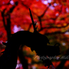 紅葉と竜
