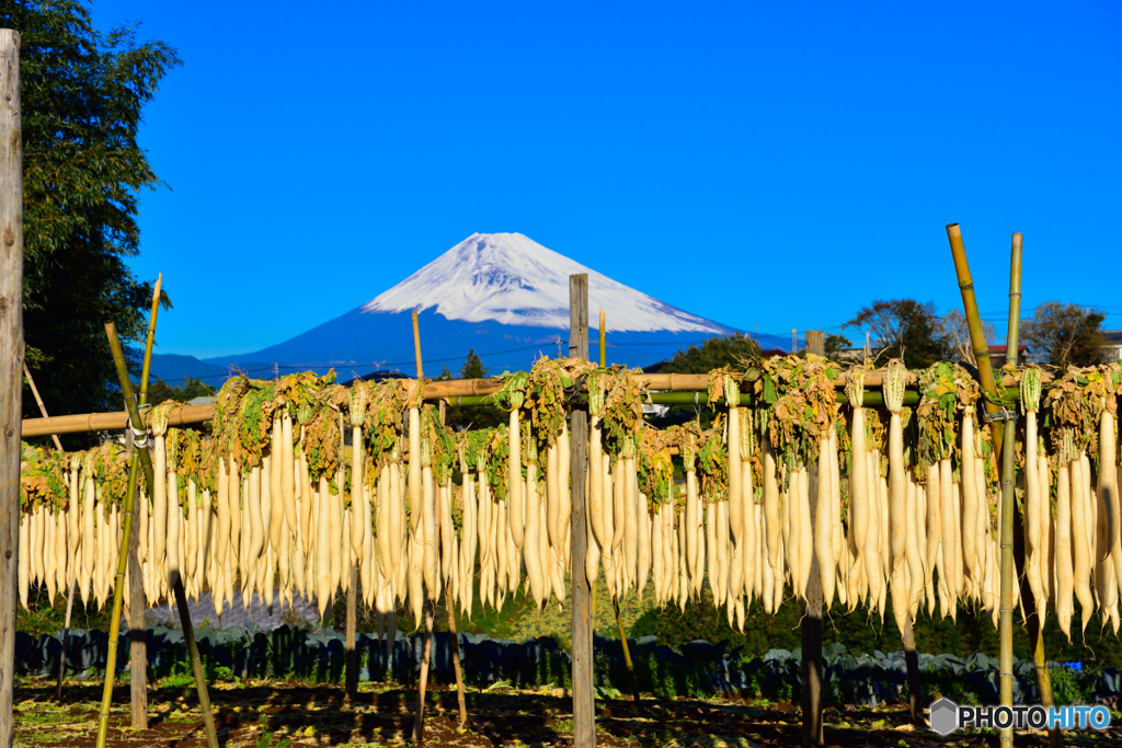 大根干し