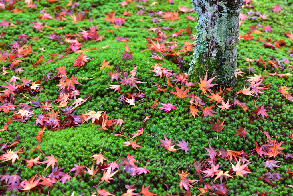 紅葉狩り１