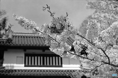 亀城公園の桜まつり