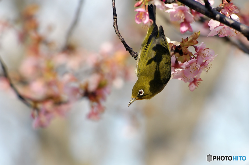 河津桜にはメジロがつきものです