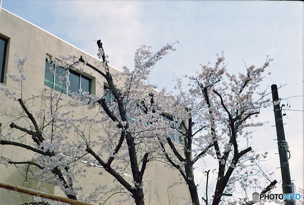 桜切るバカ　梅切らぬバカ