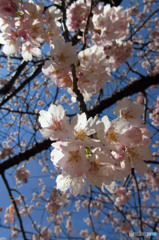 　大寒桜