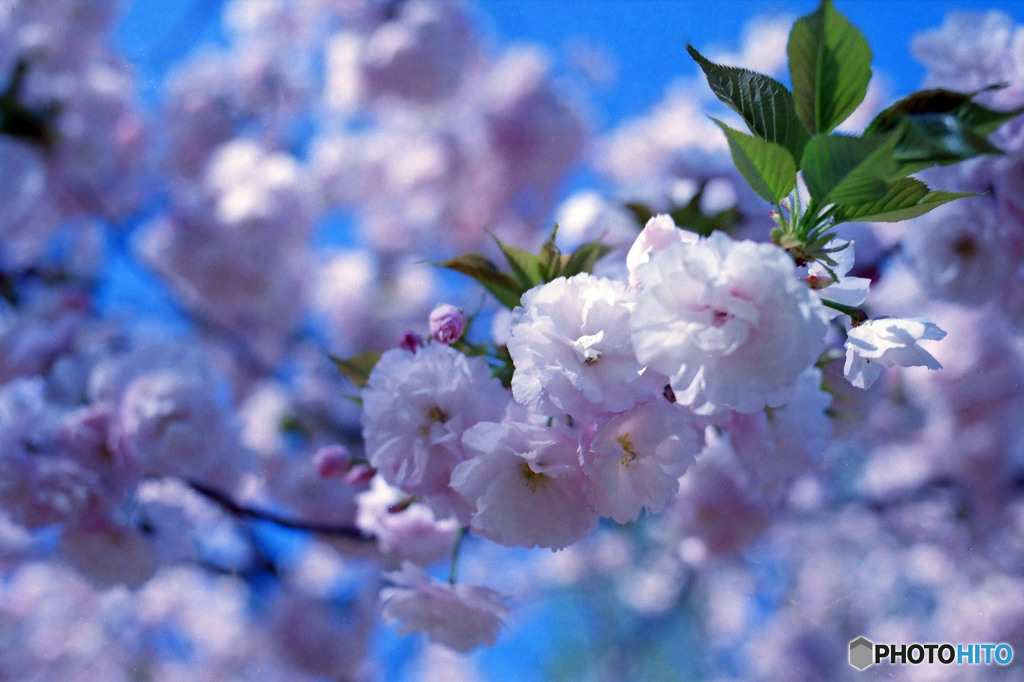 八重桜も咲いてます