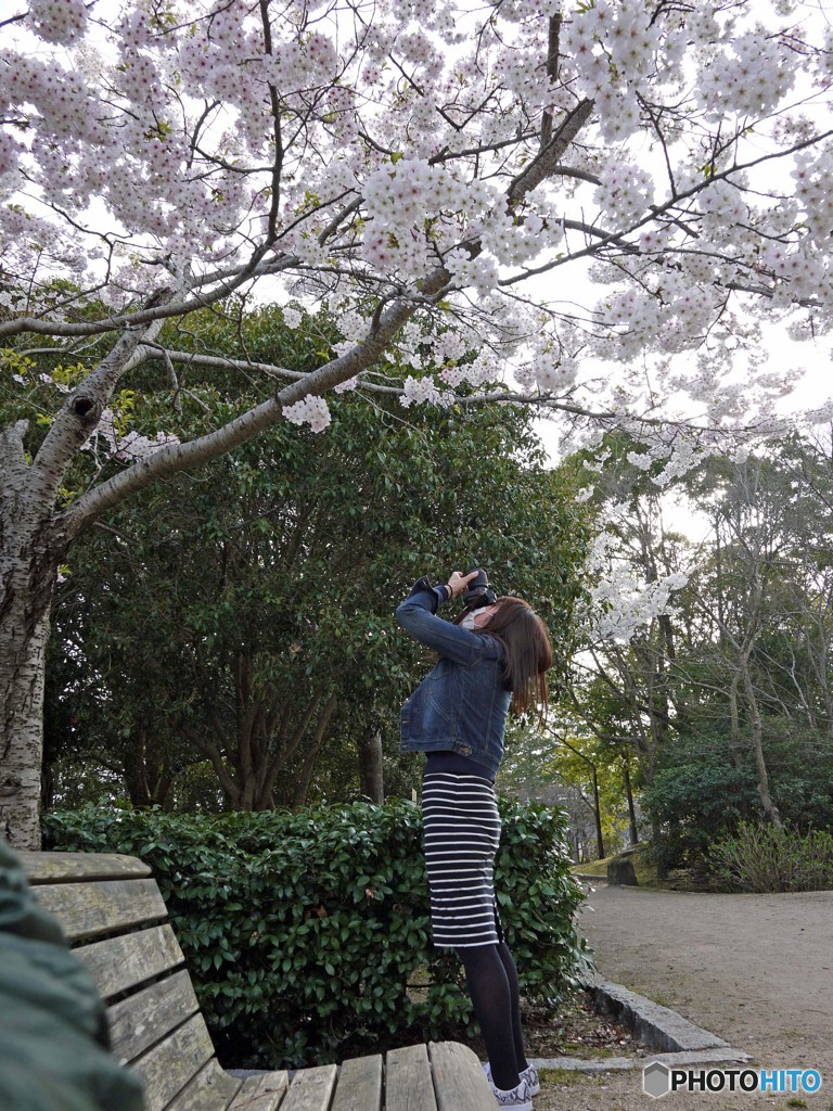 桜を撮るカメラ女子　