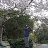 桜を撮るカメラ女子　