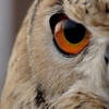やまちゃんの眼光