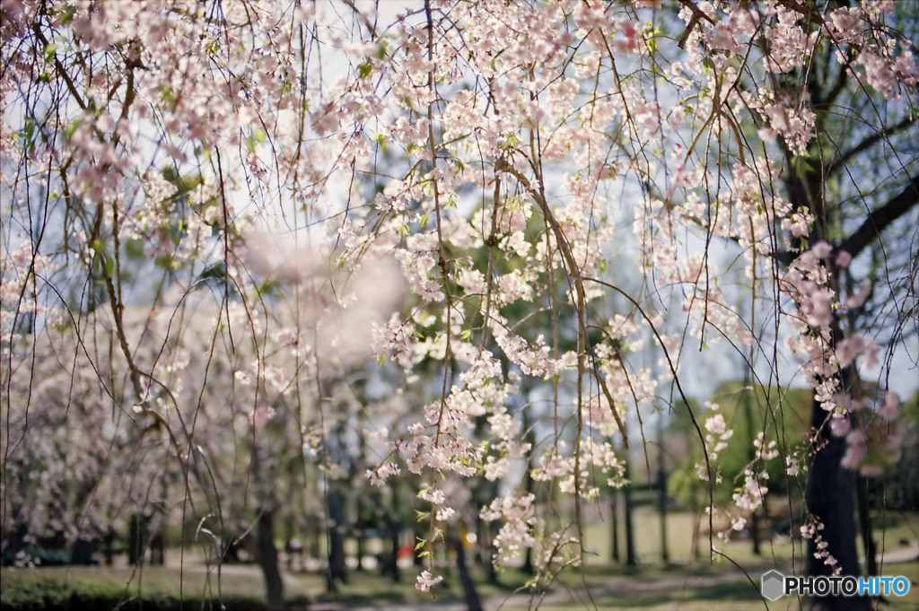 遅咲きの枝垂れ桜を逆光で