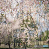 遅咲きの枝垂れ桜を逆光で