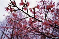 河津桜が咲いた