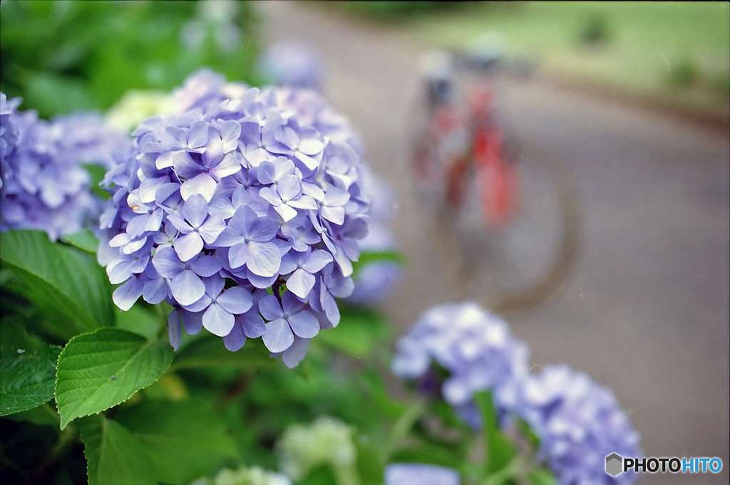 名残りの紫陽花