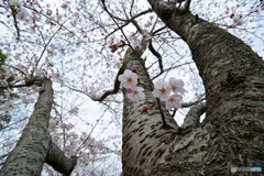 桜が咲いた