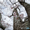桜が咲いた