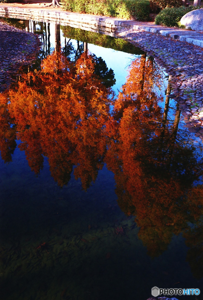 水に浮かぶ紅葉のメタセコイア